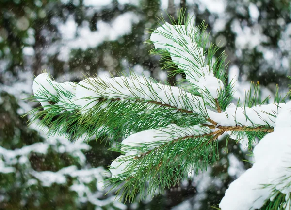 Pine gren, täckt med snö. — Stockfoto