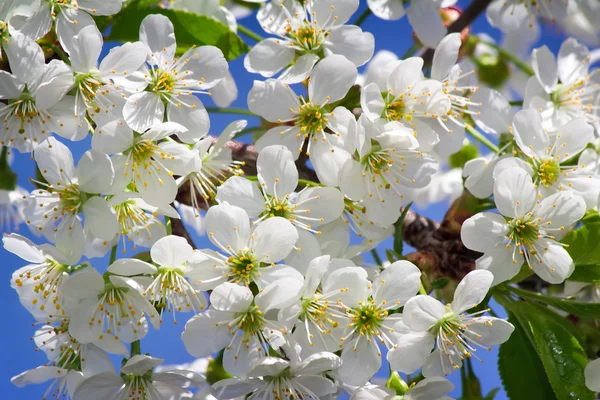 Rama de cerezo en flor contra el cielo azul . — Foto de Stock