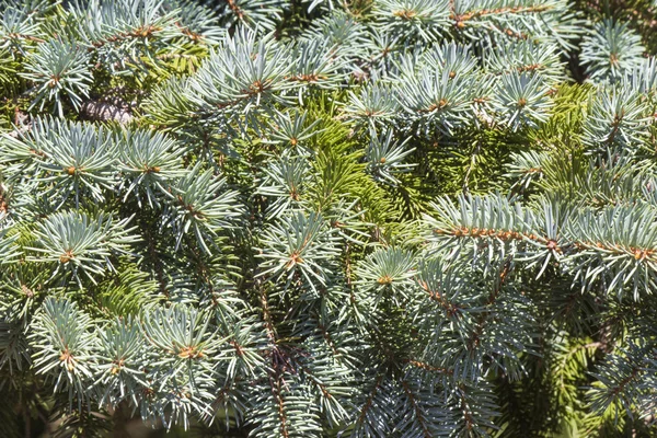 De tjocka gröna grenarna av Gran. — Stockfoto