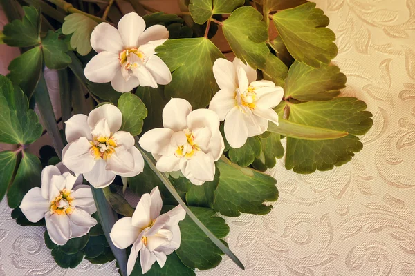 Un bouquet de jonquilles blanches parmi les feuilles vertes . — Photo