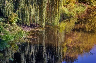 Peyzaj: küçük nehir ve banka ağaçta.