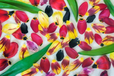 Arka plan görüntüsü: yaprakları ve lale yaprakları.