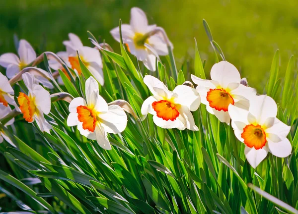 Des narines fleurissent dans un jardin au milieu d'une herbe verte . — Photo