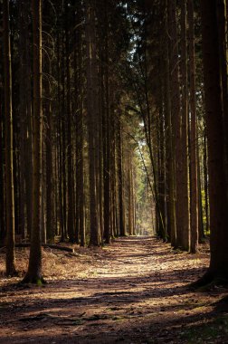 Çek Cumhuriyeti 'nde yaz çamı ormanı