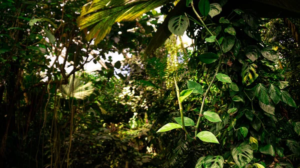 Paseo Por Bosque Tranquilo — Foto de Stock