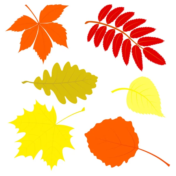 Set of autumn leaves. — Stock Vector