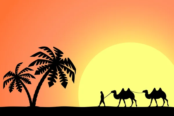 Man on the camel in palm trees at sunset. — Stock Vector