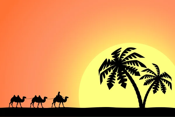 Man on the camel in palm trees at sunset. — Stock Vector