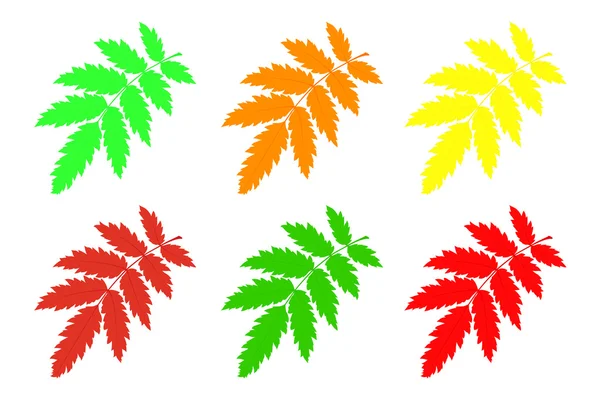 Conjunto de hojas de rowan . — Archivo Imágenes Vectoriales