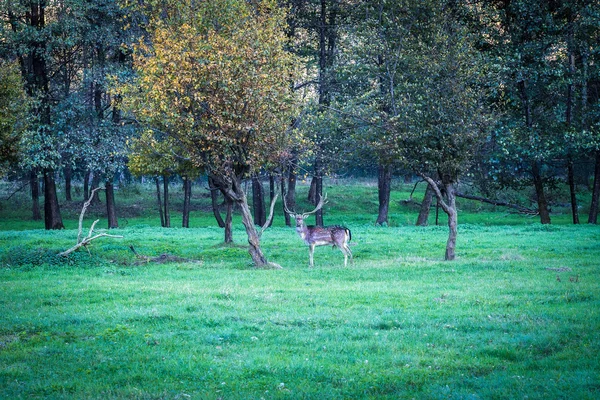 Vette feltrine Pedavena — Foto de Stock