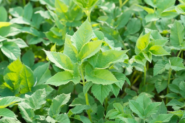 Ground-elder or Goutweed — Stock Photo, Image