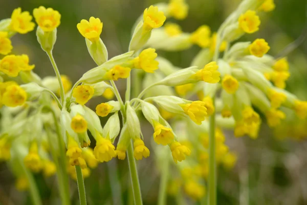 Pola żółte kwiaty darń — Zdjęcie stockowe