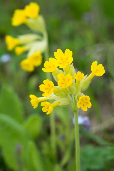 Campo di fiori gialli Cowslip — Foto Stock