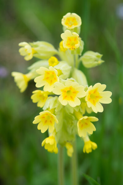 Поле желтых цветков кауслипа
