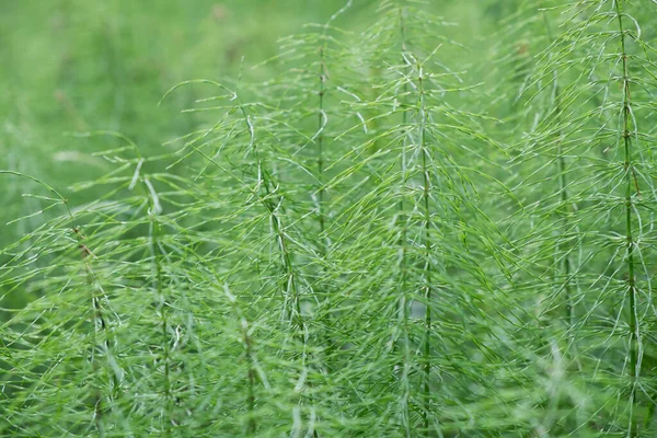 Blätter Eines Schattigen Schachtelhalms Equisetum Pratense Als Hintergrund Der Natur — Stockfoto