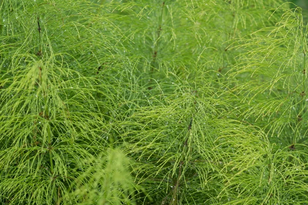 Bladeren Van Een Weide Schaduwrijke Paardenstaart Equisetum Pratense Als Achtergrond — Stockfoto