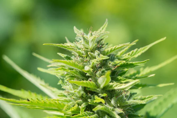 Gefeminiseerde Hennepplant Produceert Industriële Hennepbloem Voor Cbd Close Foto Van — Stockfoto