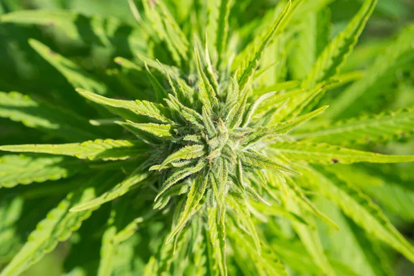 女性化大麻植物为Cbd生产工业大麻花 大麻球果的特写照片 其叶子上覆盖着三叶草 大麻和大麻衍生的Cbd产品在联邦一级是合法的 — 图库照片#