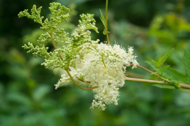 Meadowsweet bitkisi (Latince adı Filipendula ulmaria) bulanık arkaplanda bulunan küçük beyaz çiçekler. İlaç fabrikası..