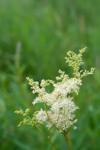 一般的な草原甘い植物 ラテン語名フィリエンデュラ ウルマリア 背景がぼやけている小さな白い花 薬用植物 — ストック写真