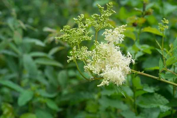 Gemeine Mädesüßpflanze Lateinischer Name Filipendula Ulmaria Kleine Weiße Blüten Auf — Stockfoto