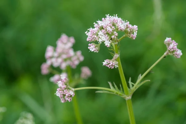 Medicinal Plants Budding Pink Flowering Common Valerian Valeriana Officinalis Summer — Stock Photo, Image