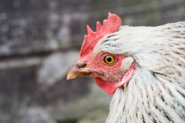 Bulanık arka planda kırmızı deniz tarağı olan bedava gri tavuk. Kapat..