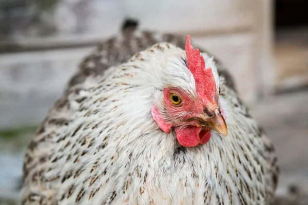 Pollo Gris Gama Libre Con Vieira Roja Sobre Fondo Borroso — Foto de Stock