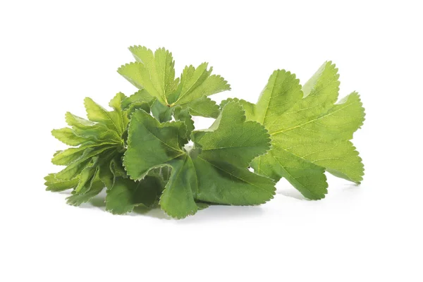 Manto Señora Hojas Aisladas Sobre Fondo Blanco Hierbas Alchemilla Mollis —  Fotos de Stock