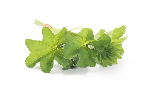 Lady Mantle Bladeren Geïsoleerd Witte Achtergrond Kruidenthee Alchemilla — Stockfoto