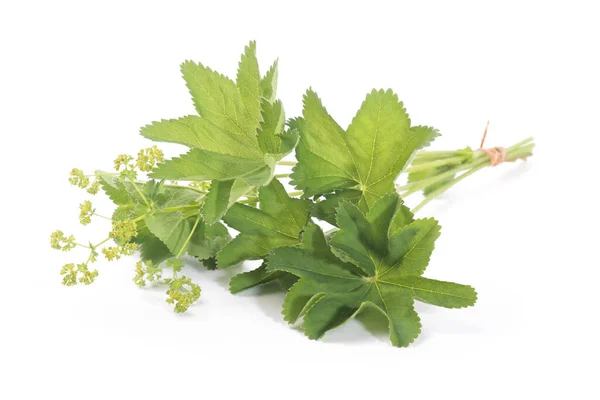 Lady Mantle Lämnar Isolerad Vit Bakgrund Örtte Alchemilla Mollis — Stockfoto