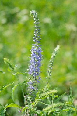Veronica longifolia ya da mor üst mine, parlak bir mor-mavi çiçek bir bahçede