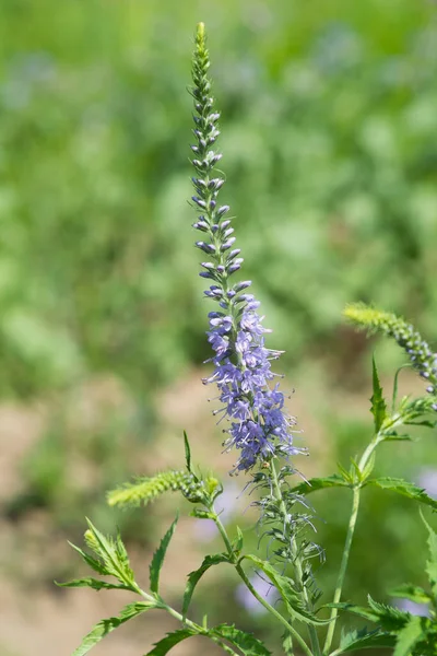 维罗妮卡 朗吉亚 Veronica Longifolia 或紫色顶的马鞭草 Purpletop Vervain 花园中的一朵艳丽的紫蓝色野花 — 图库照片