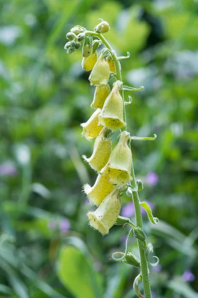 Yakın Plan Digitalis Grandiflora Ormanda Bulanık Geçmişi Olan Sarı Yüksükotu — Stok fotoğraf