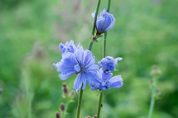 ブルーチコリの花を閉じます バイオレットチコリウムIntybus花 チコリ コーヒー雑草と呼ばれる 薬用植物 料理植物 — ストック写真