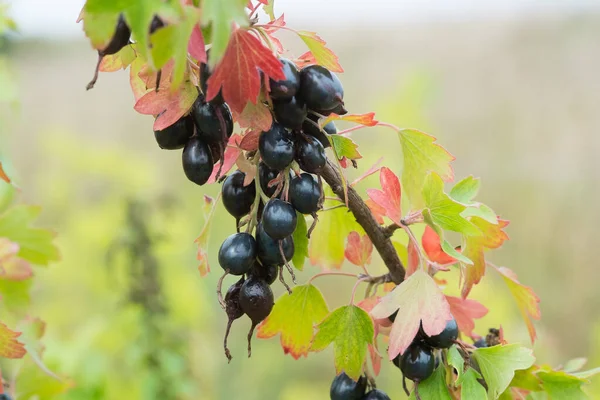 金醋栗 Ribes Aureum 成熟果实 丁香醋栗 水牛醋栗作为观赏植物被广泛栽培 这些浆果被用作食物 其他植物零件被用作药物 — 图库照片