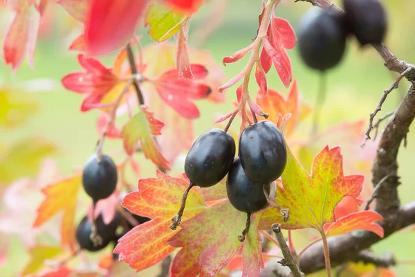 Gyllene Vinbär Ribes Aureum Med Mogna Frukter Kryddnejlika Vinbär Pruterbär — Stockfoto