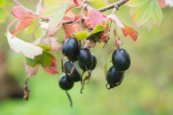 金醋栗 Ribes Aureum 成熟果实 丁香醋栗 水牛醋栗作为观赏植物被广泛栽培 这些浆果被用作食物 其他植物零件被用作药物 — 图库照片