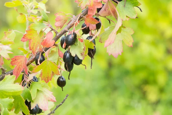 金醋栗 Ribes Aureum 成熟果实 丁香醋栗 水牛醋栗作为观赏植物被广泛栽培 这些浆果被用作食物 其他植物零件被用作药物 — 图库照片