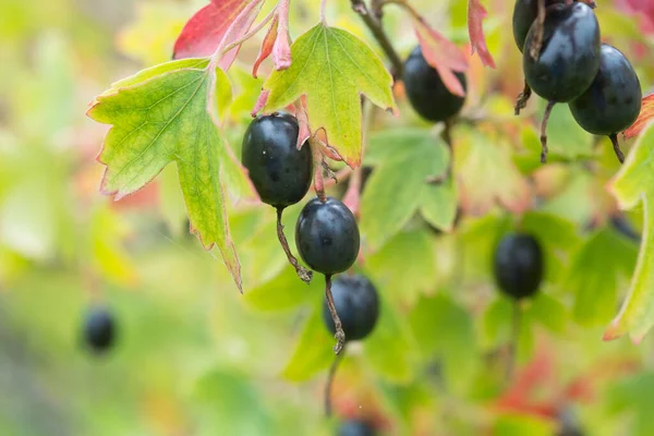 Gouden Bes Ribes Aureum Met Rijp Fruit Kruidnagel Bes Pruterberry — Stockfoto