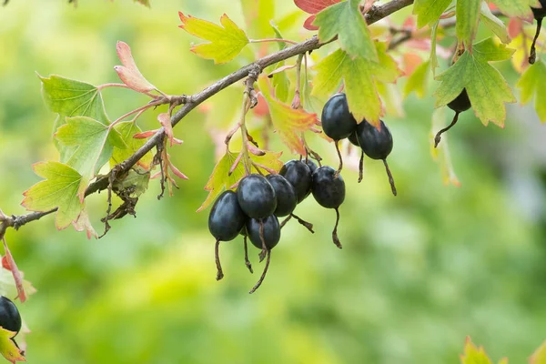 Złota Porzeczka Ribes Aureum Dojrzałych Owoców Porzeczka Goździkowa Pruterberry Porzeczka — Zdjęcie stockowe