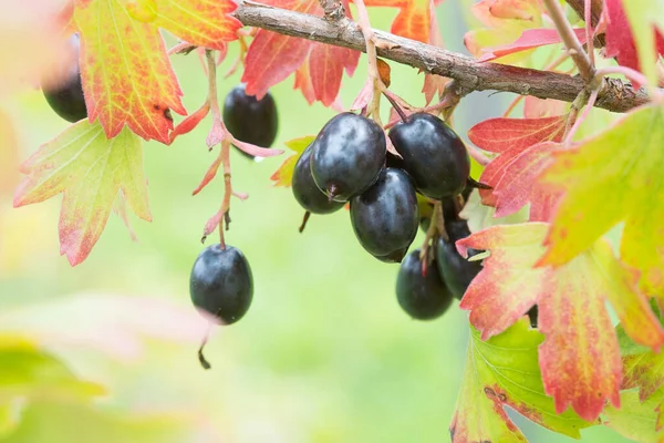 Złota Porzeczka Ribes Aureum Dojrzałych Owoców Porzeczka Goździkowa Pruterberry Porzeczka — Zdjęcie stockowe