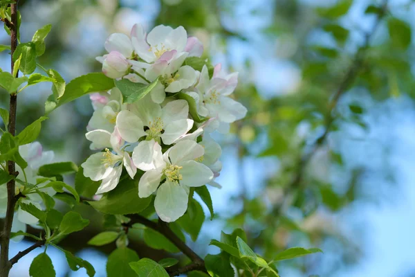 Apfelbaumblüte — Stockfoto