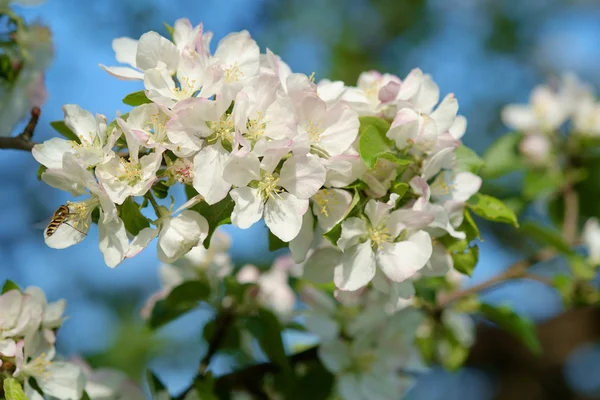 Fiore di melo — Foto Stock