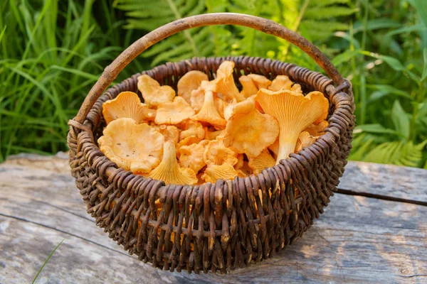 Cogumelos na cesta — Fotografia de Stock