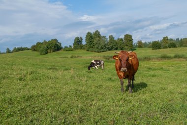 mera üzerinde ineklerin