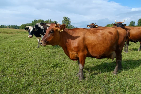 Vacas em pastagens — Fotografia de Stock