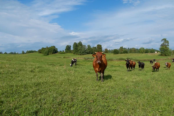 Vacas em pastagens — Fotografia de Stock