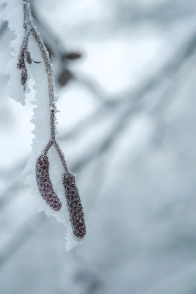 Frost bedeckte Knospen — Stockfoto