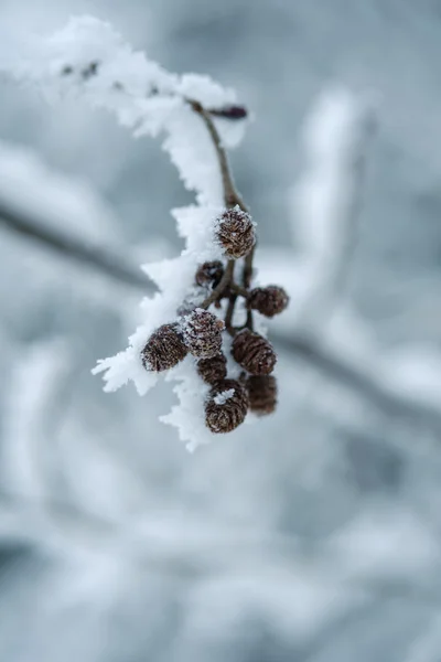 Frost omfattas knoppar — Stockfoto
